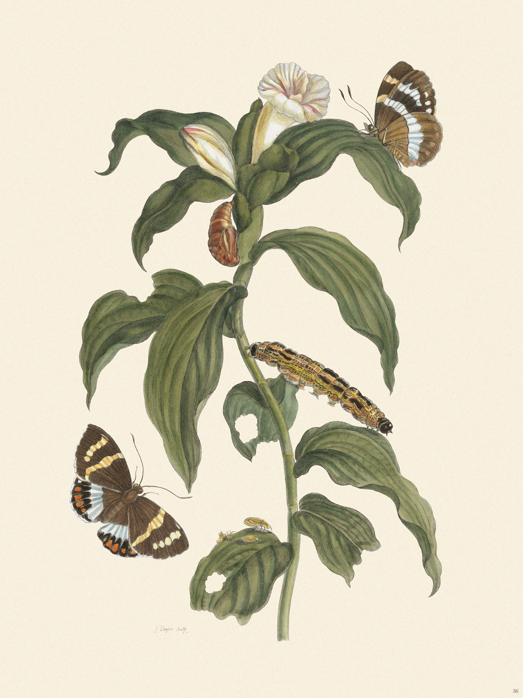 Merian Metamorphosis 36